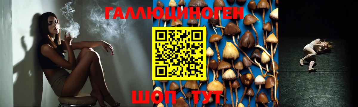 хочу наркоту  Галлюциногенные грибы прущие грибы  Бердск  Вход с VPN  Галлюциногенные грибы мицелий 
