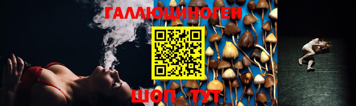 Псилоцибиновые грибы Psilocybine cubensis Бердск